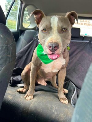 MIKEY - Pit Bull Terrier available for adoption