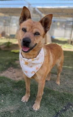 ROXIE - Cattle Dog available for adoption