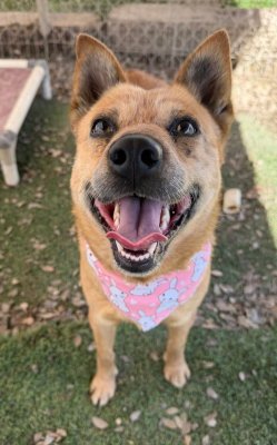 ROXIE - Cattle Dog available for adoption
