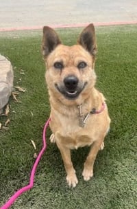 Roxie - Photo 3