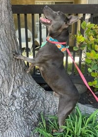 Rudy - Photo 4