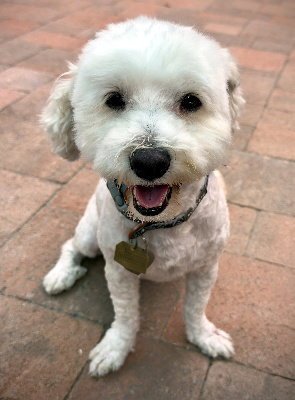 Duffy Image