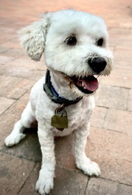 DUFFY - Maltese / Poodle (unknown type) available for adoption