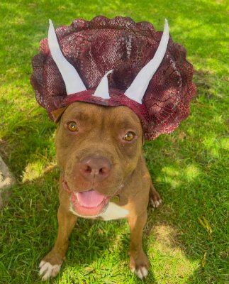 BROWN SUGAR - Pit Bull Terrier available for adoption