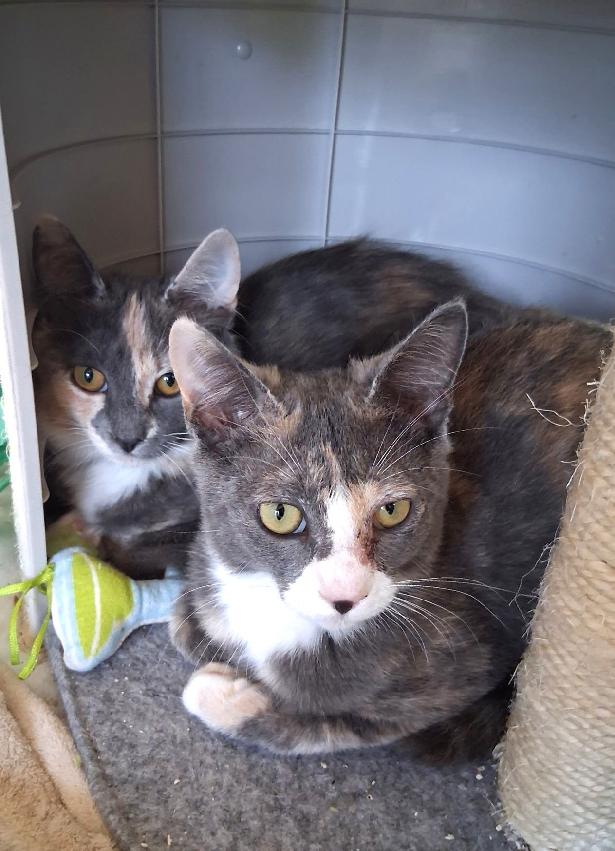 PETUNIA - Domestic Short Hair available for adoption