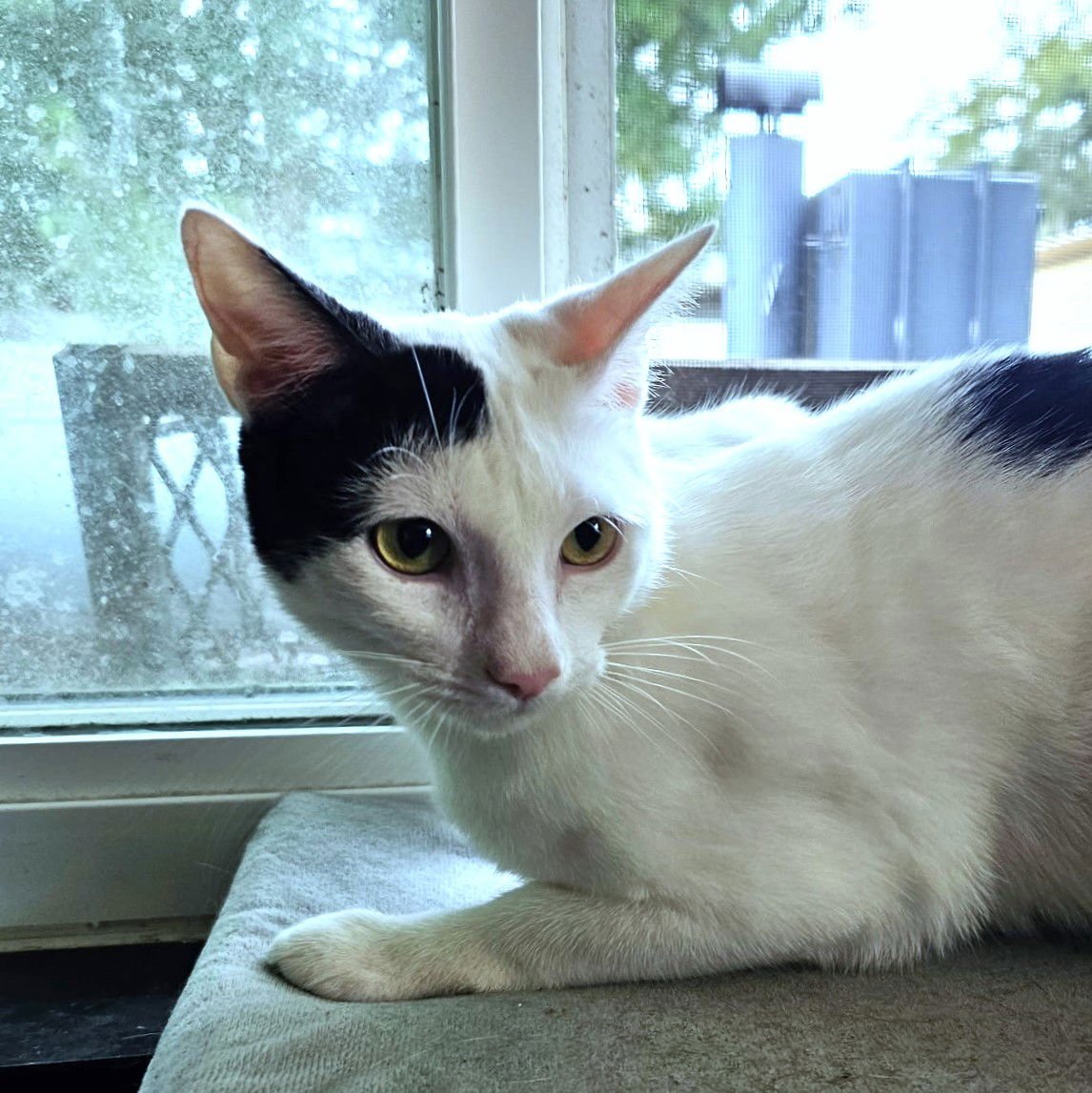 DYLAN - Domestic Short Hair available for adoption