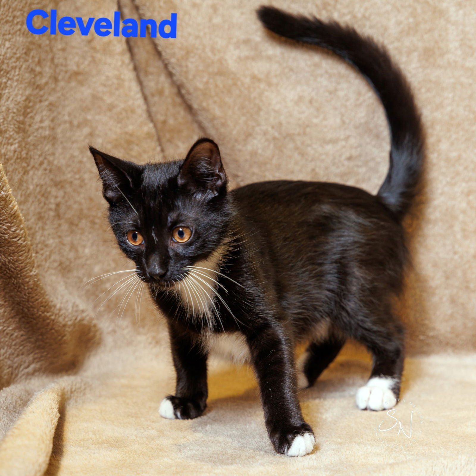CLEVELAND - Domestic Short Hair available for adoption