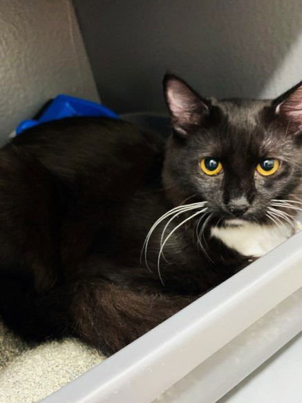 GINGER - Domestic Medium Hair available for adoption