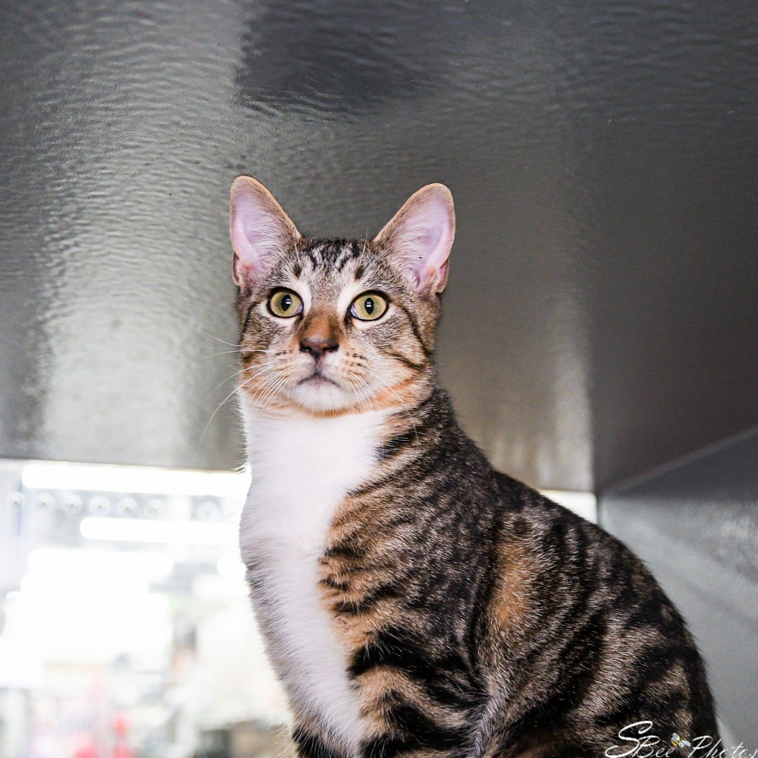 FELIX - Domestic Short Hair available for adoption