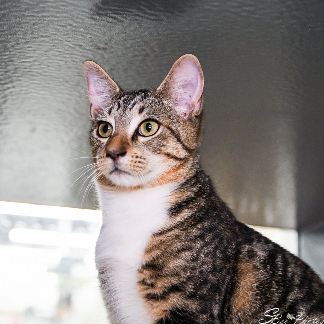 FELIX - Domestic Short Hair available for adoption