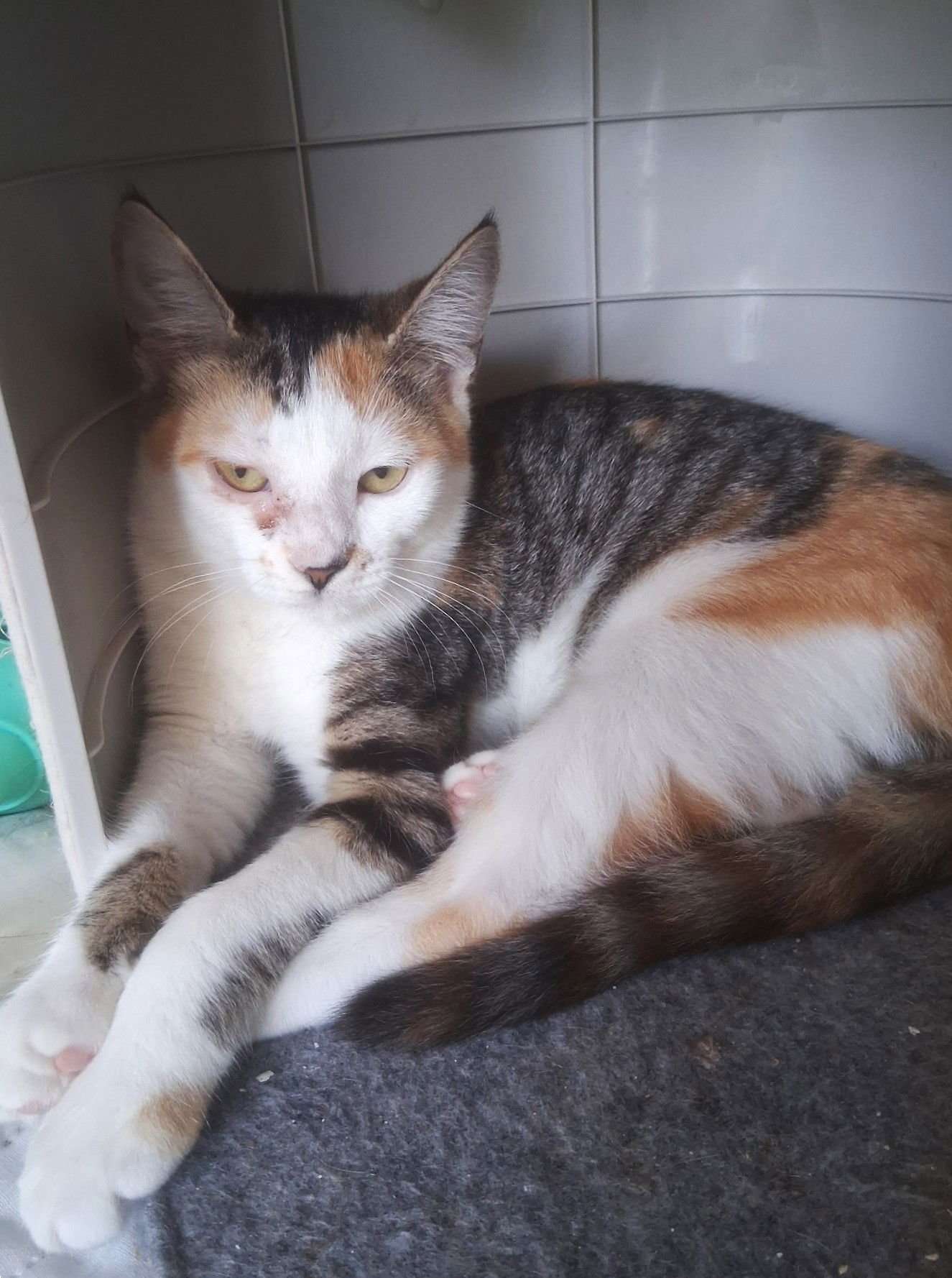 SUNFLOWER - Domestic Short Hair available for adoption