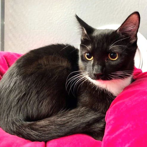 FRED - Domestic Short Hair available for adoption