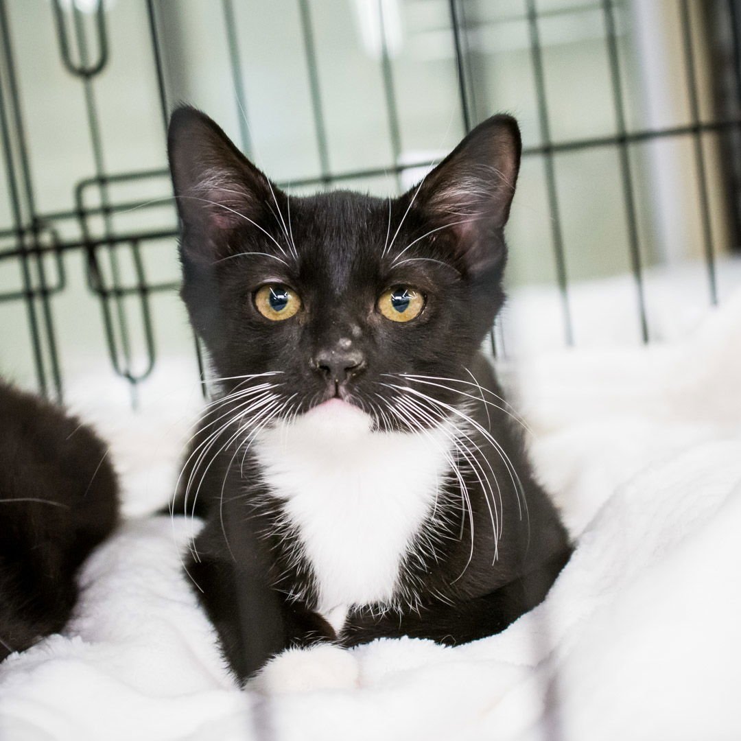 FRED - Domestic Short Hair available for adoption