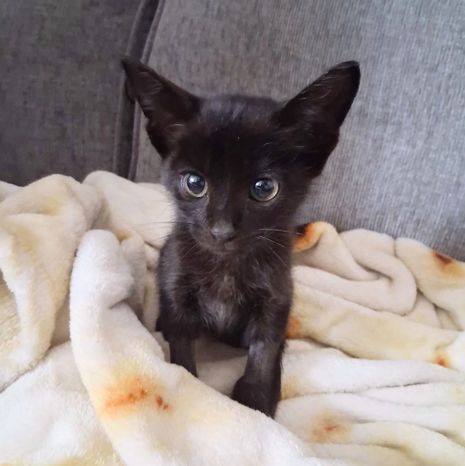 DJ - Domestic Short Hair available for adoption