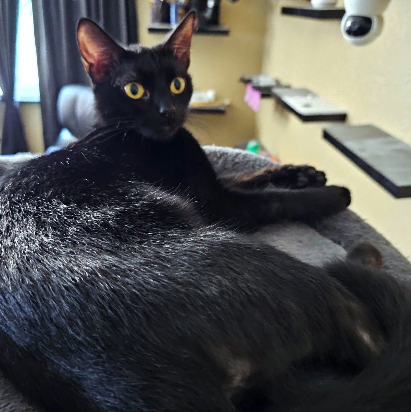 DAISY - Domestic Short Hair available for adoption