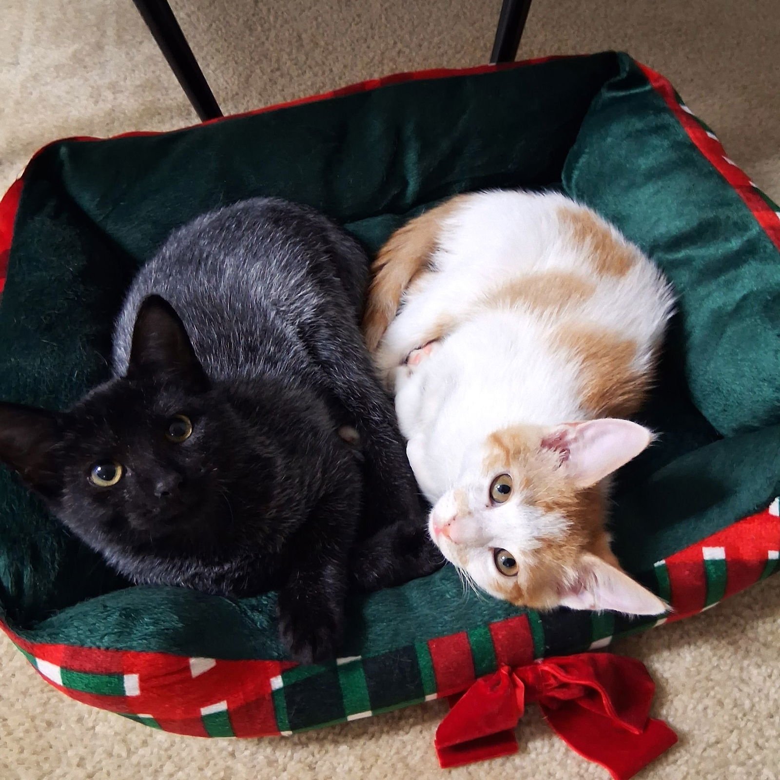 JJ - Domestic Short Hair available for adoption