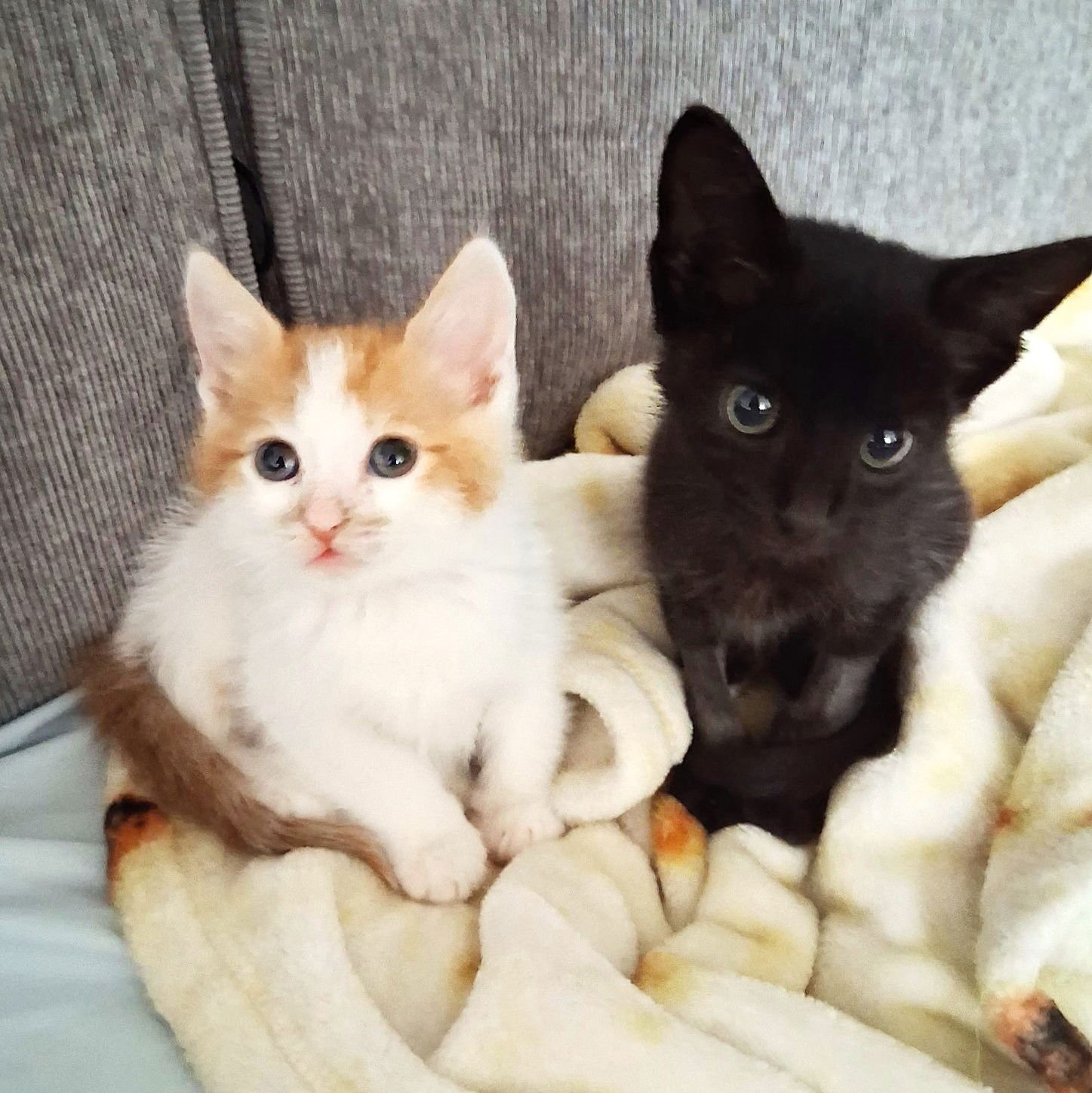 JJ - Domestic Short Hair available for adoption