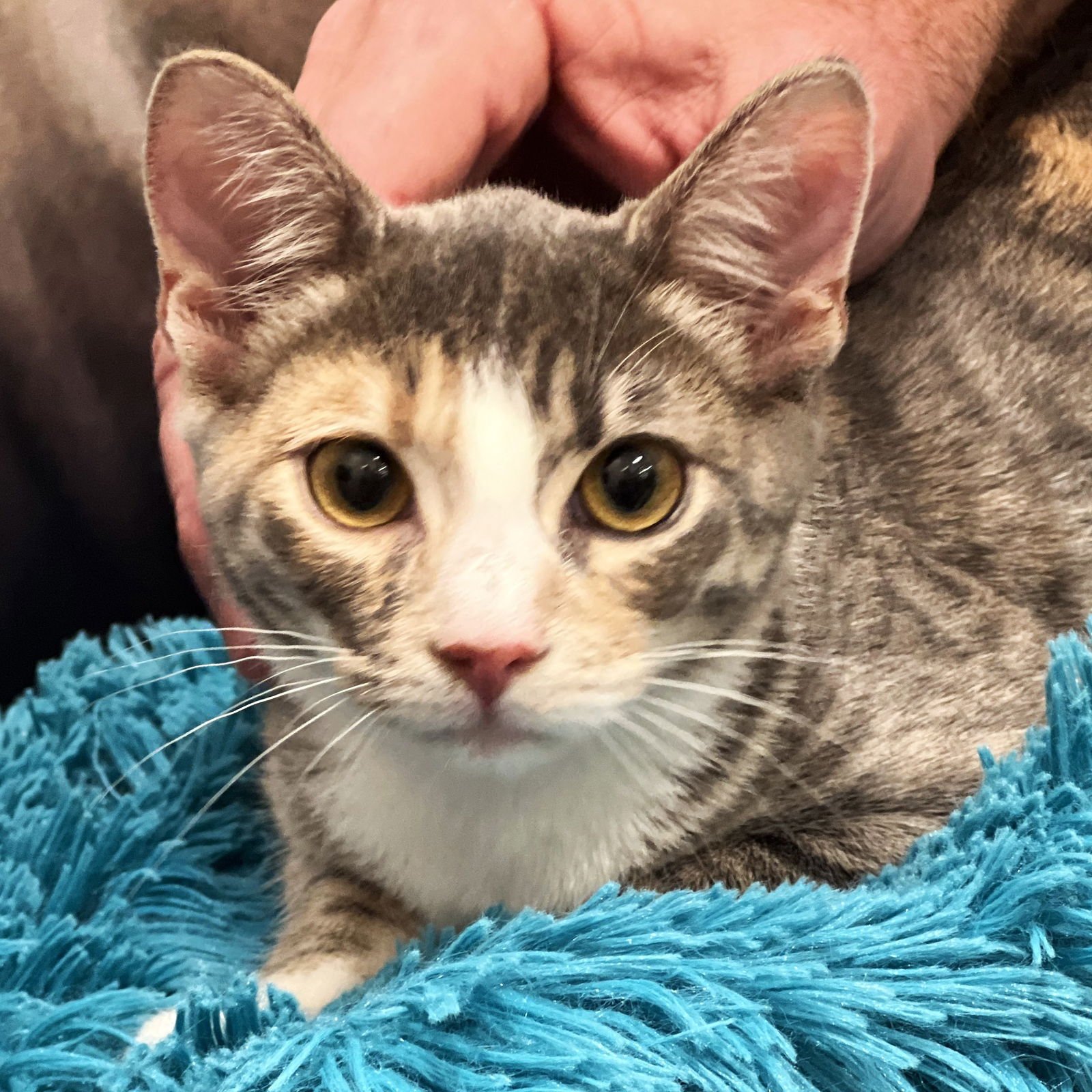 VOLT - Domestic Short Hair available for adoption