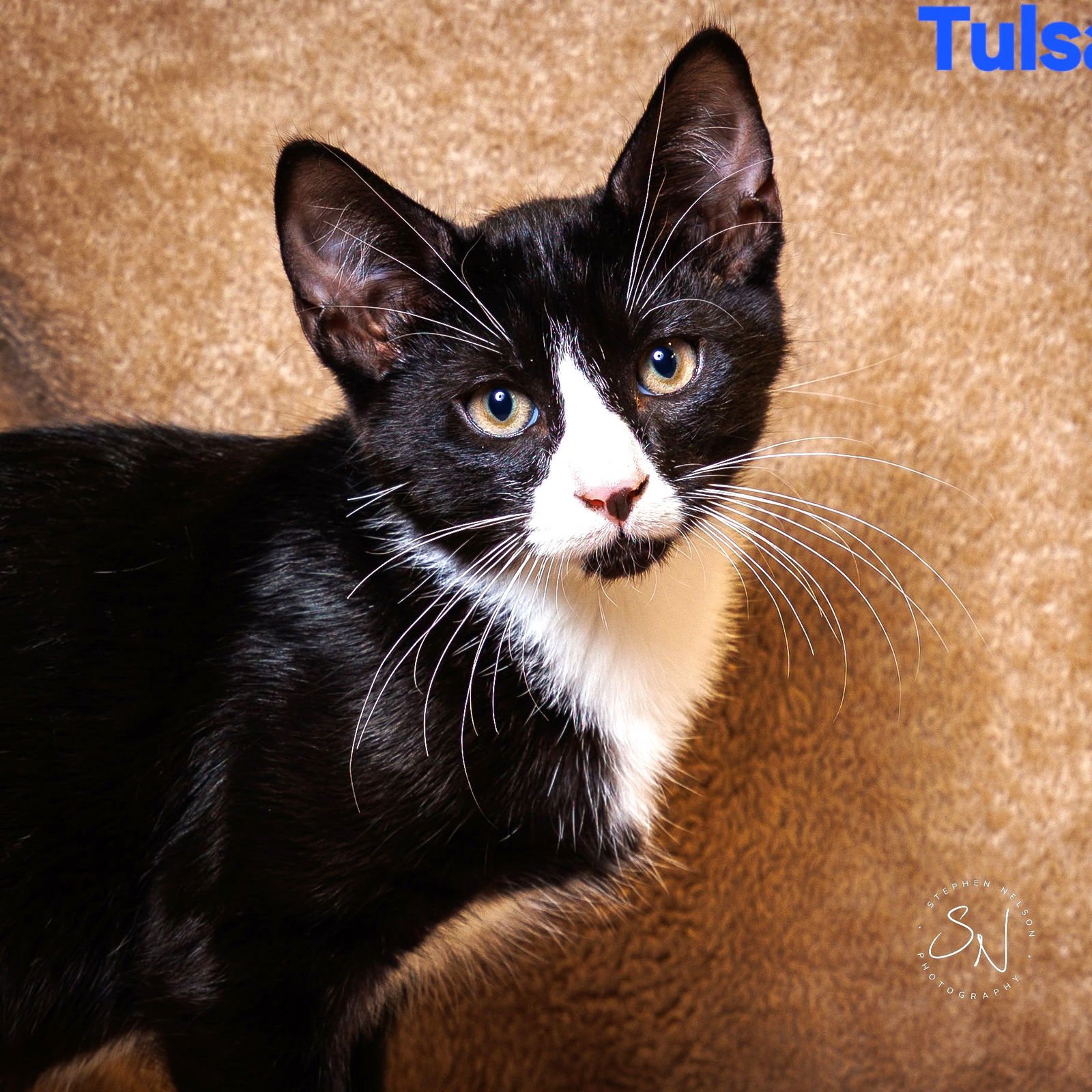 TULSA - Domestic Short Hair available for adoption