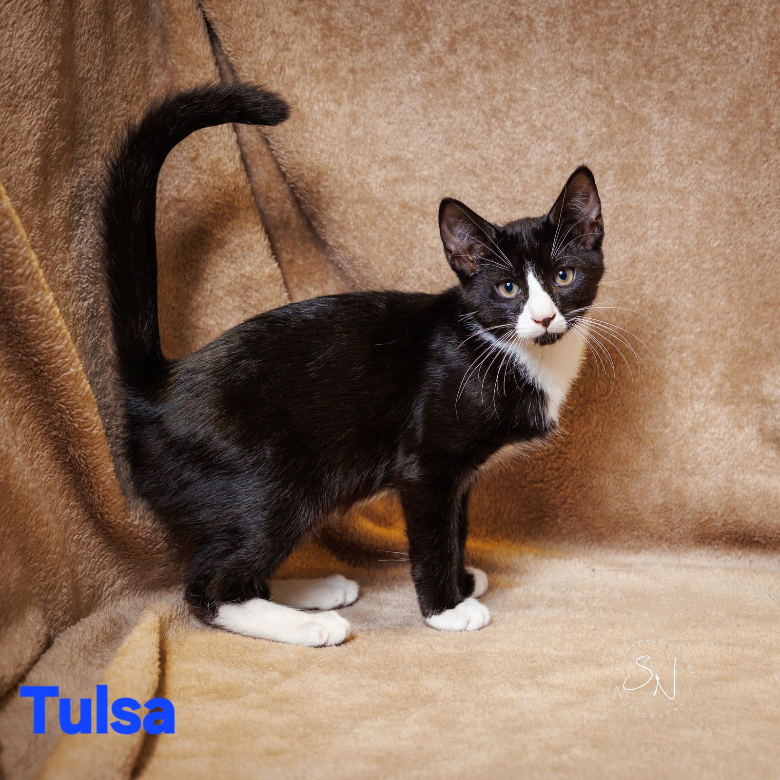 TULSA - Domestic Short Hair available for adoption