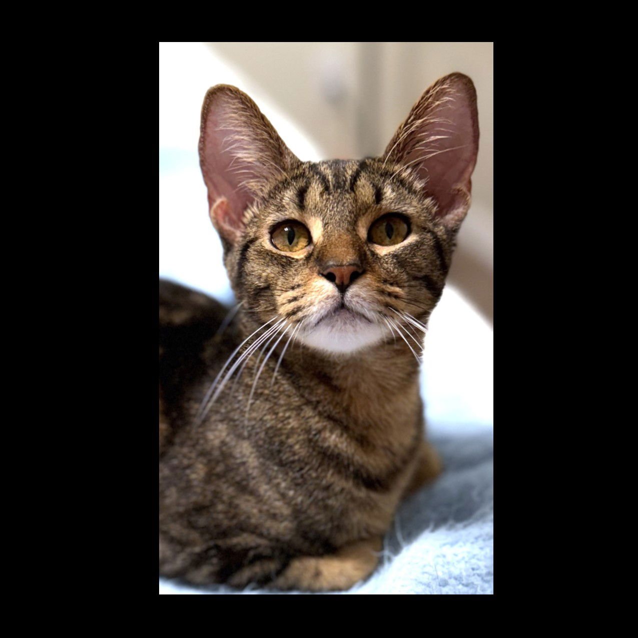 HUTCH - Domestic Short Hair available for adoption