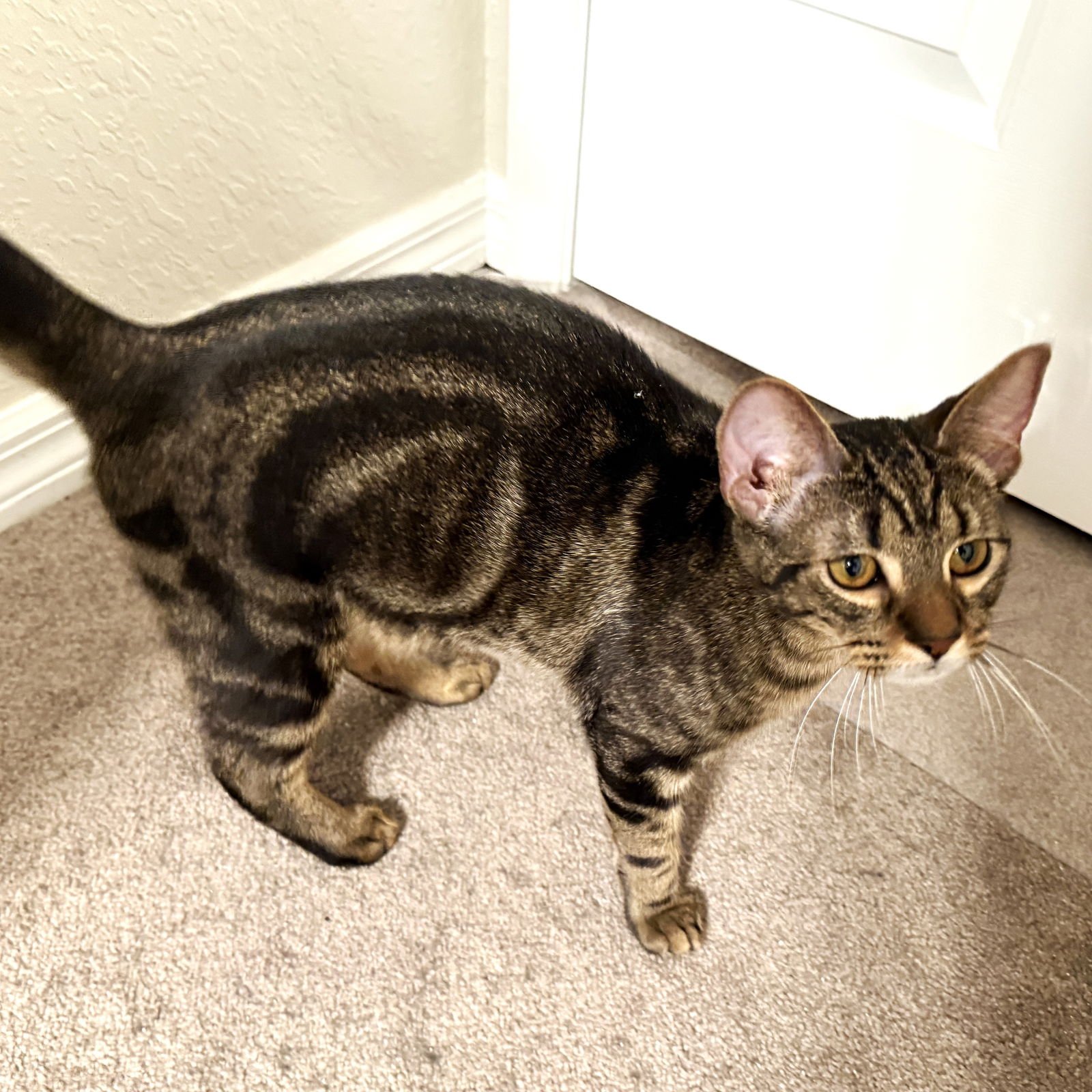 HUTCH - Domestic Short Hair available for adoption