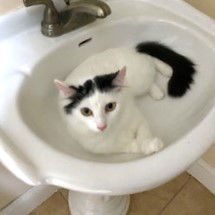 ANGEL - Domestic Short Hair available for adoption