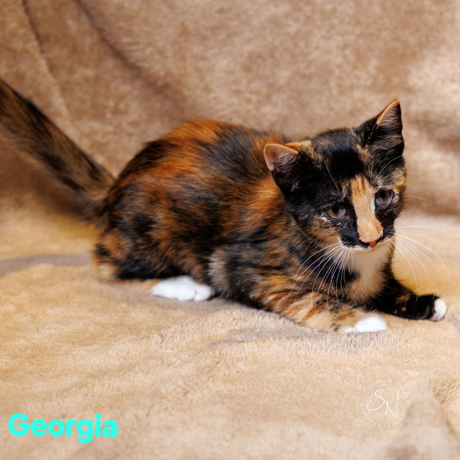 GEORGIA - Domestic Short Hair available for adoption