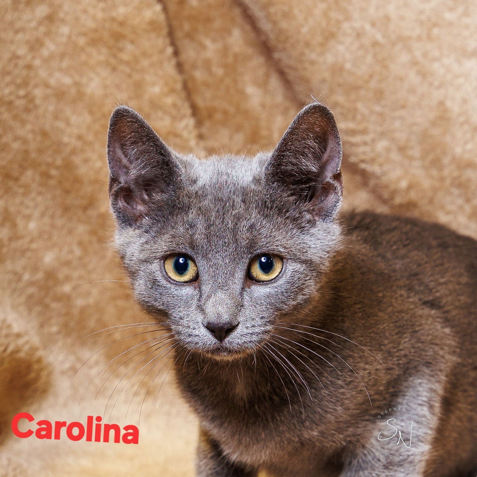 CAROLINA - Domestic Short Hair available for adoption