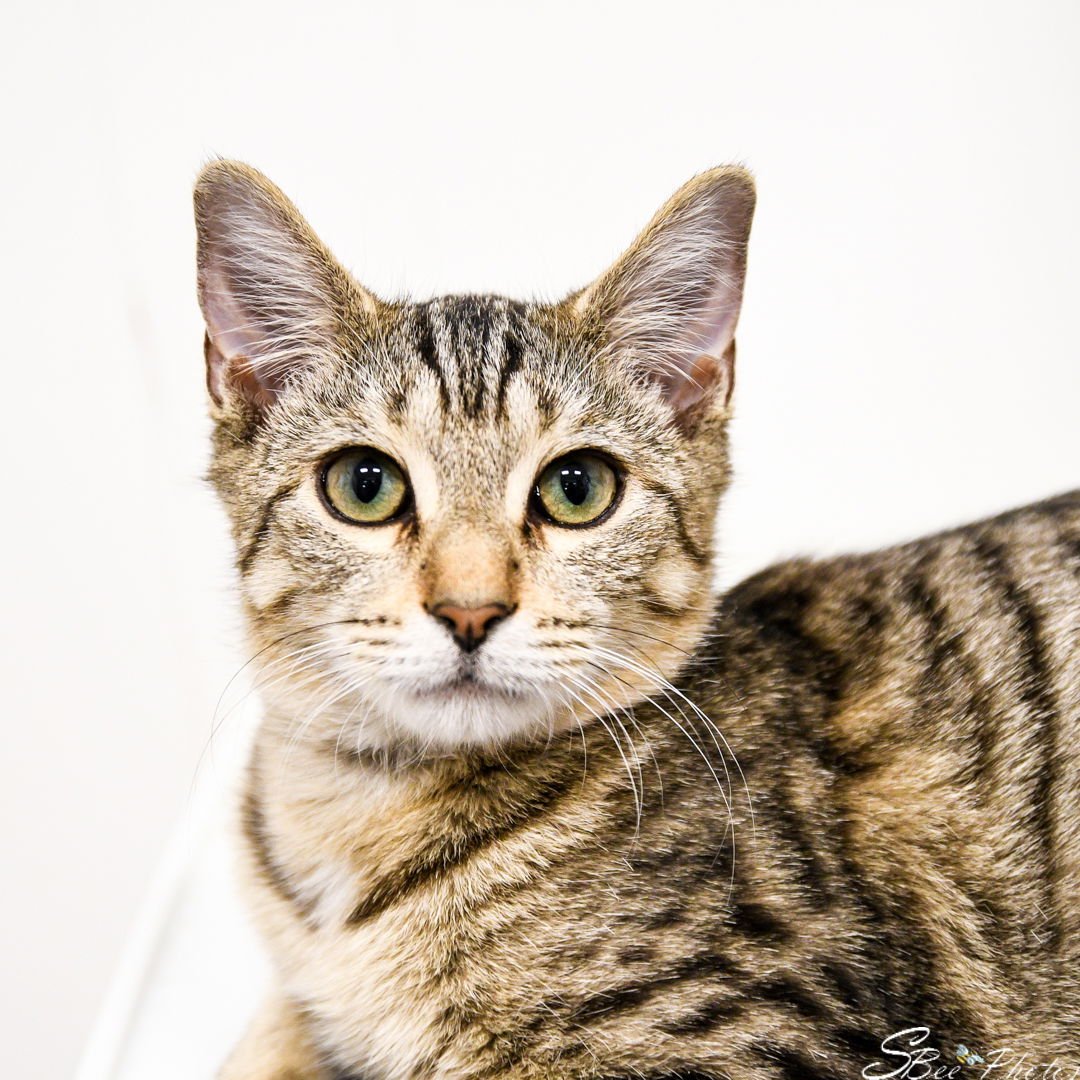 OSCAR - Domestic Short Hair available for adoption