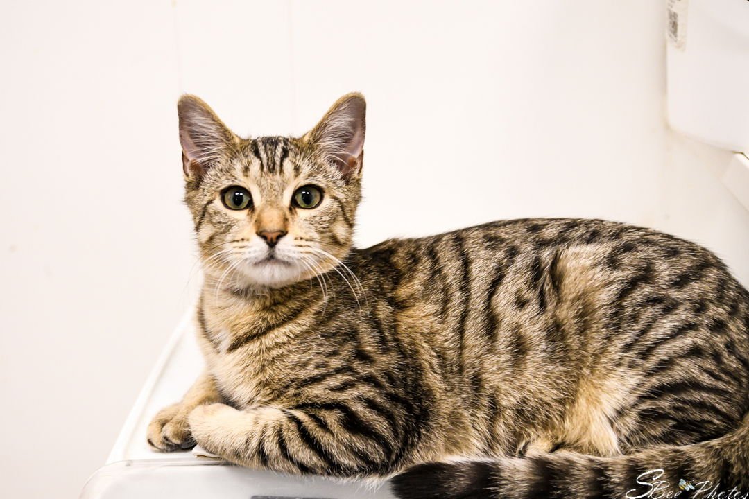 OSCAR - Domestic Short Hair available for adoption