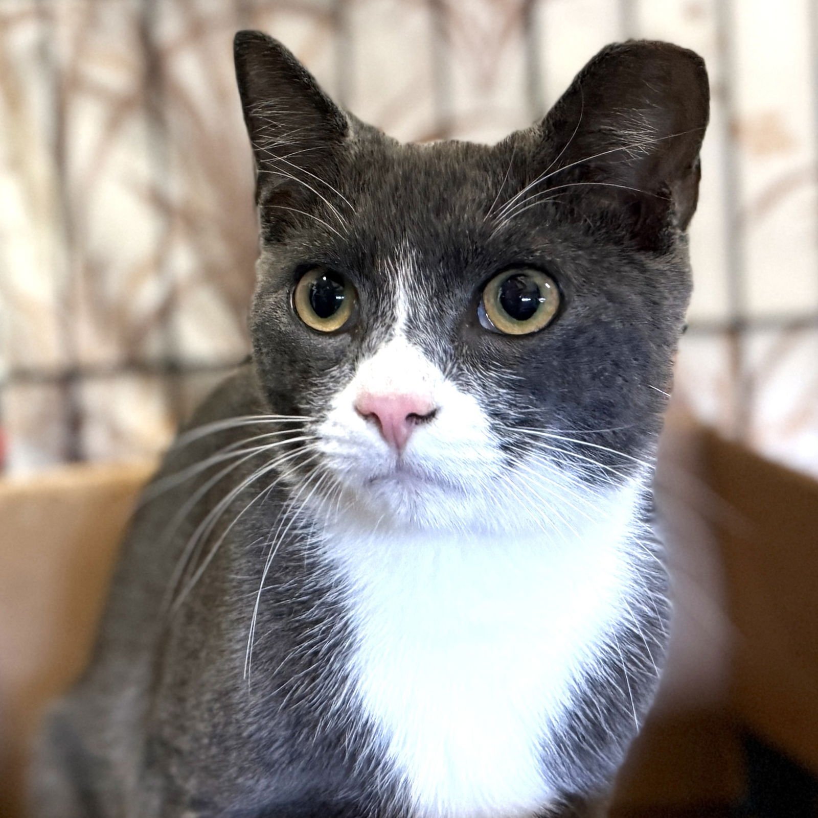 BUBBLES - Domestic Short Hair available for adoption