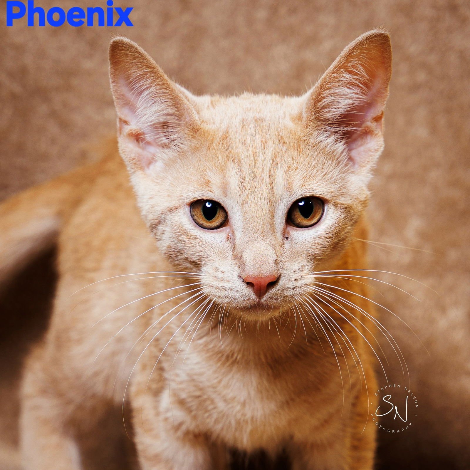 PHOENIX - Domestic Short Hair available for adoption