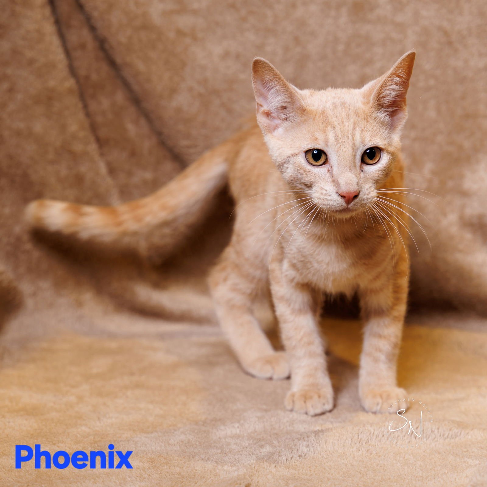 PHOENIX - Domestic Short Hair available for adoption