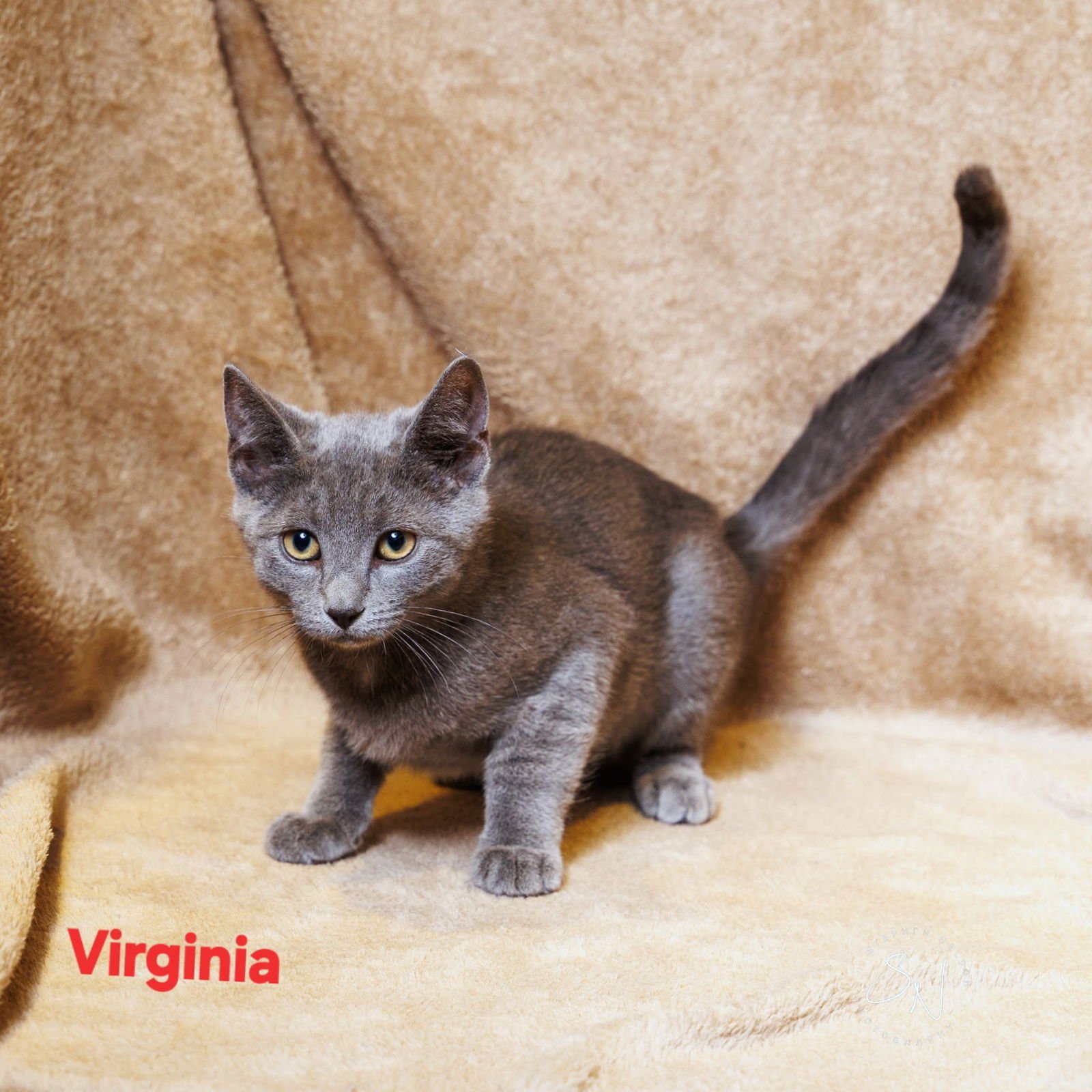 VIRGINIA - Domestic Short Hair available for adoption