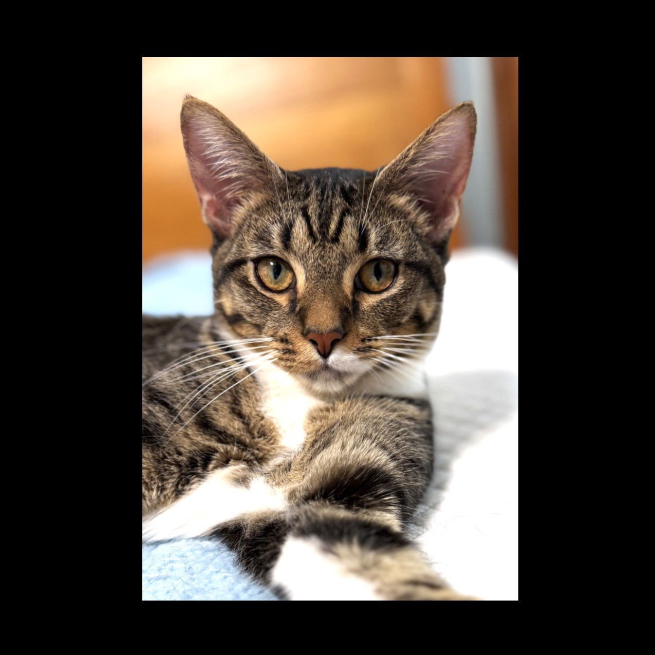 STARSKY - Domestic Short Hair available for adoption