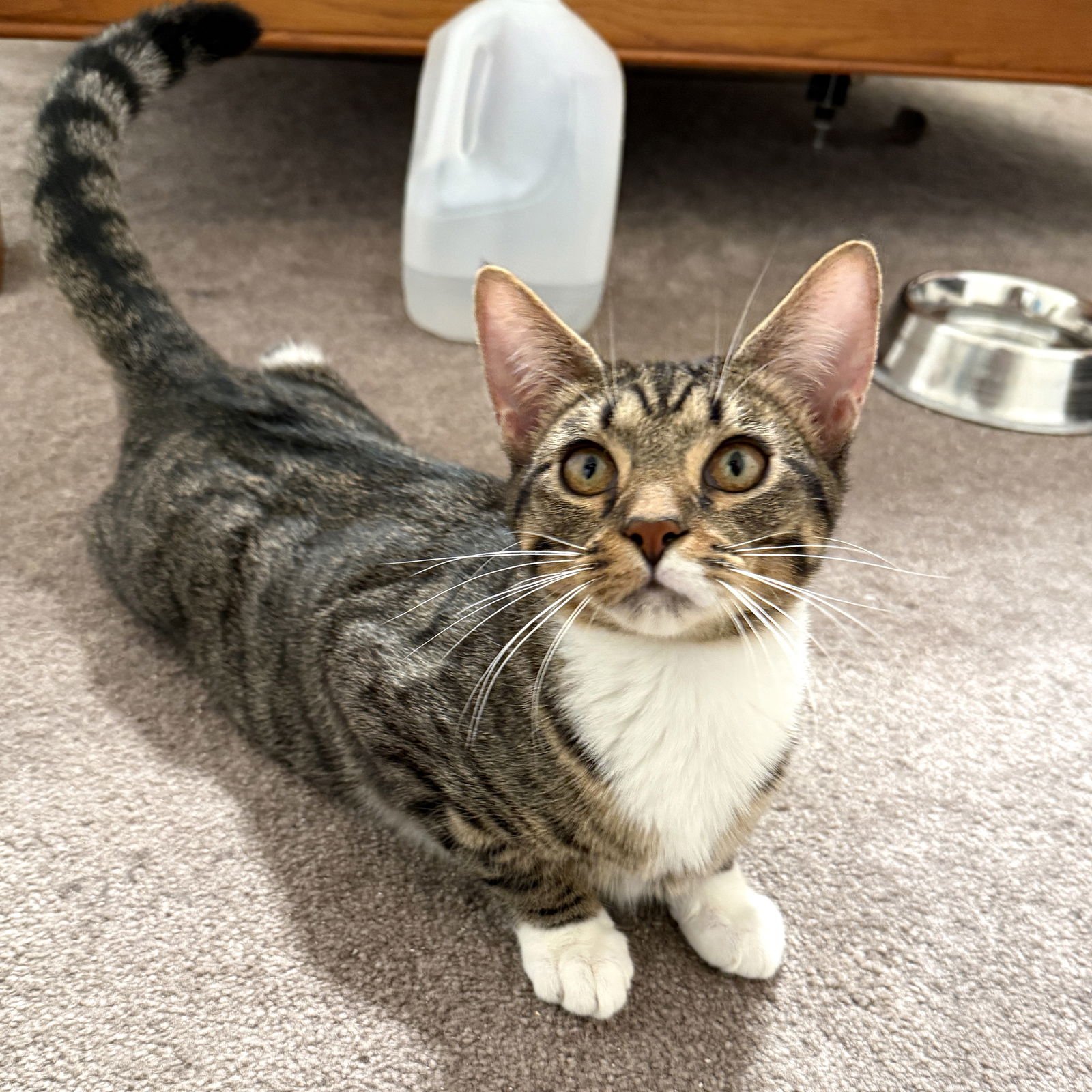 STARSKY - Domestic Short Hair available for adoption