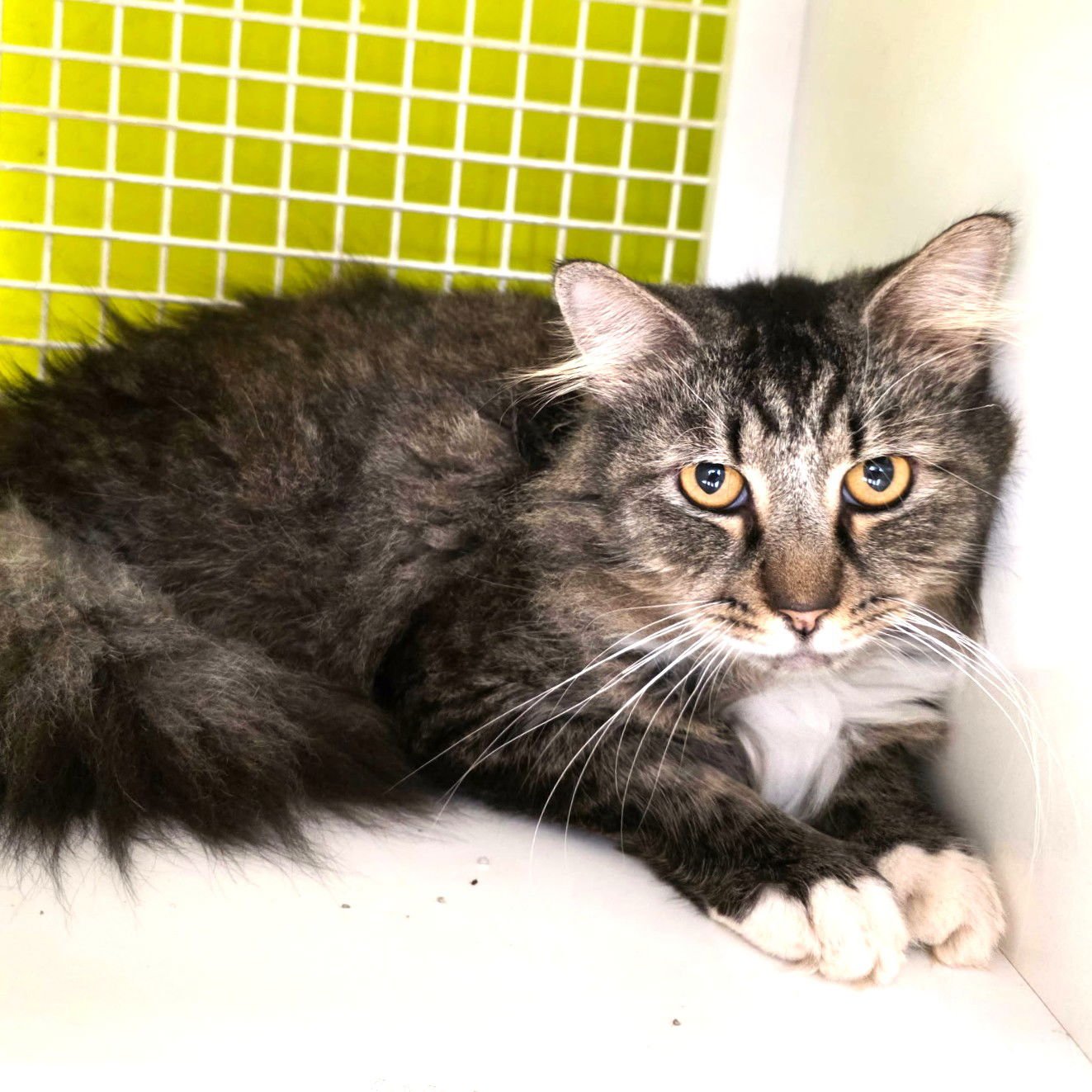 PIPER - Maine Coon / Domestic Long Hair available for adoption