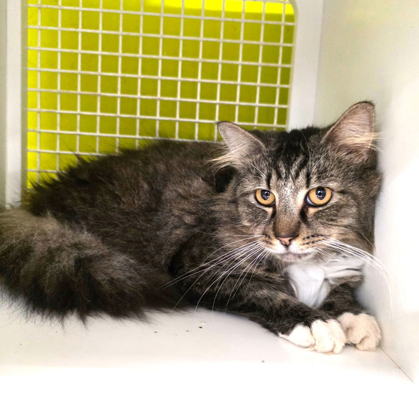 PIPER - Maine Coon / Domestic Long Hair available for adoption