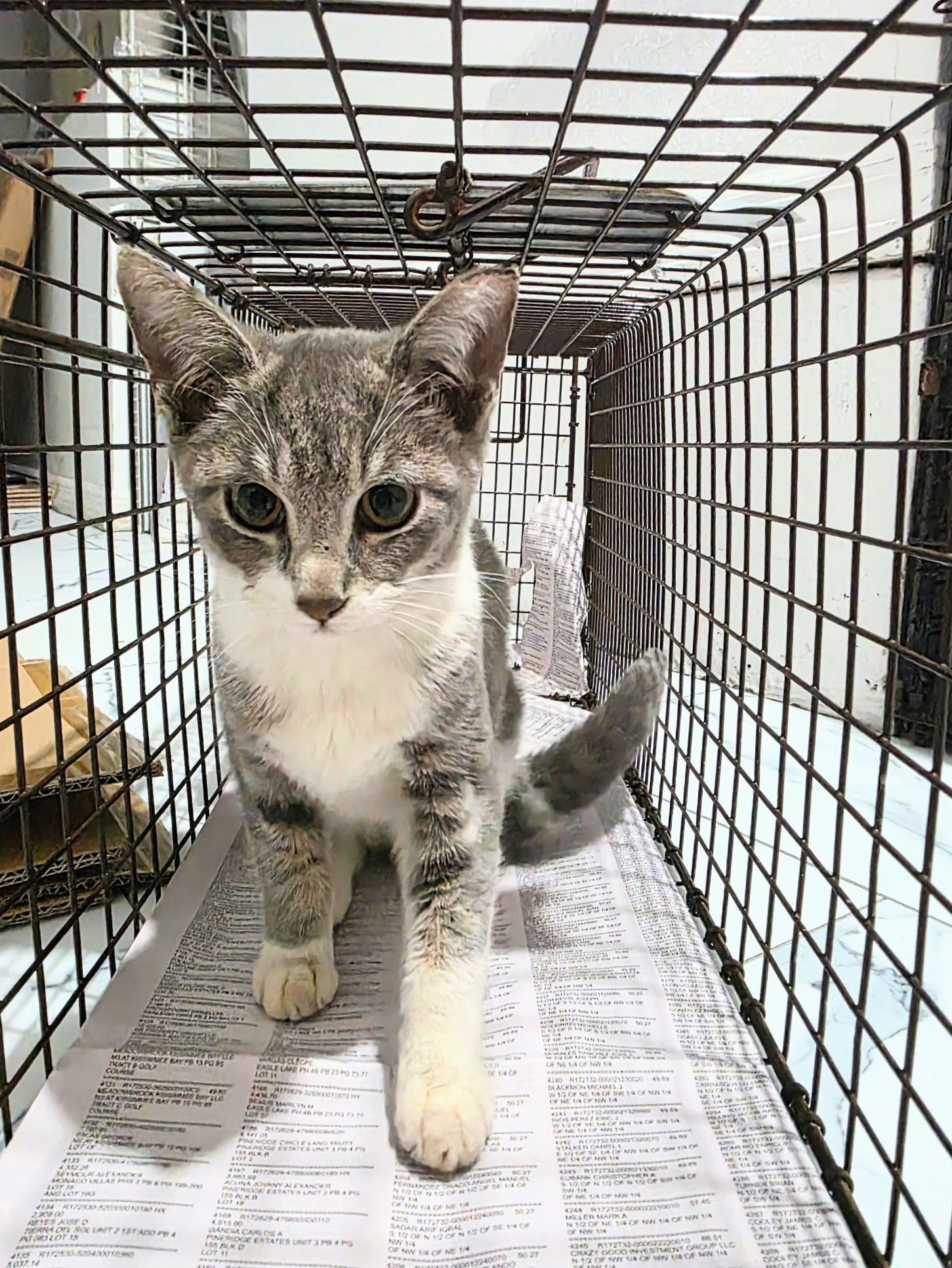 SOPHIA - Domestic Short Hair available for adoption