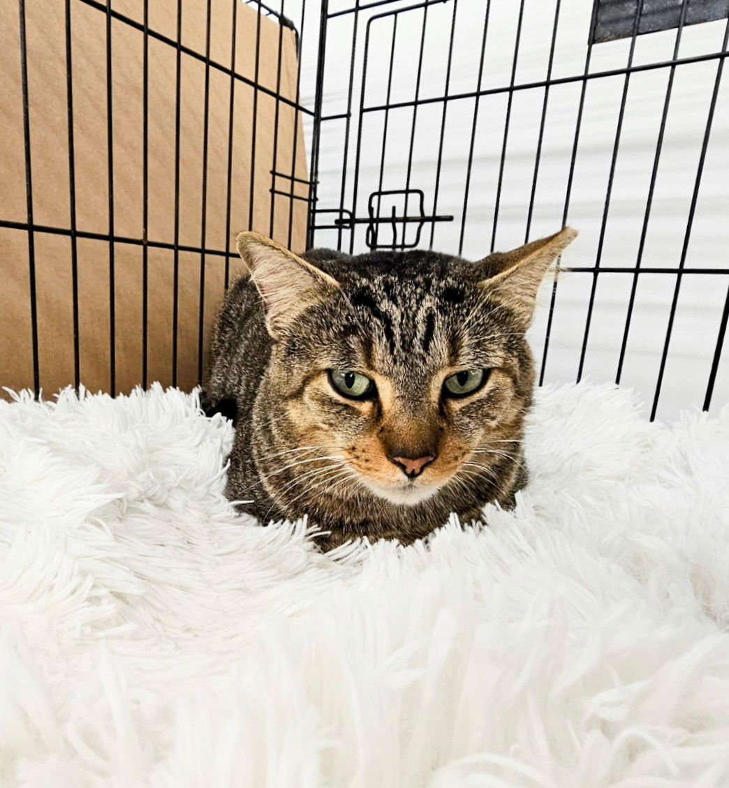 SAMMY - Domestic Short Hair available for adoption