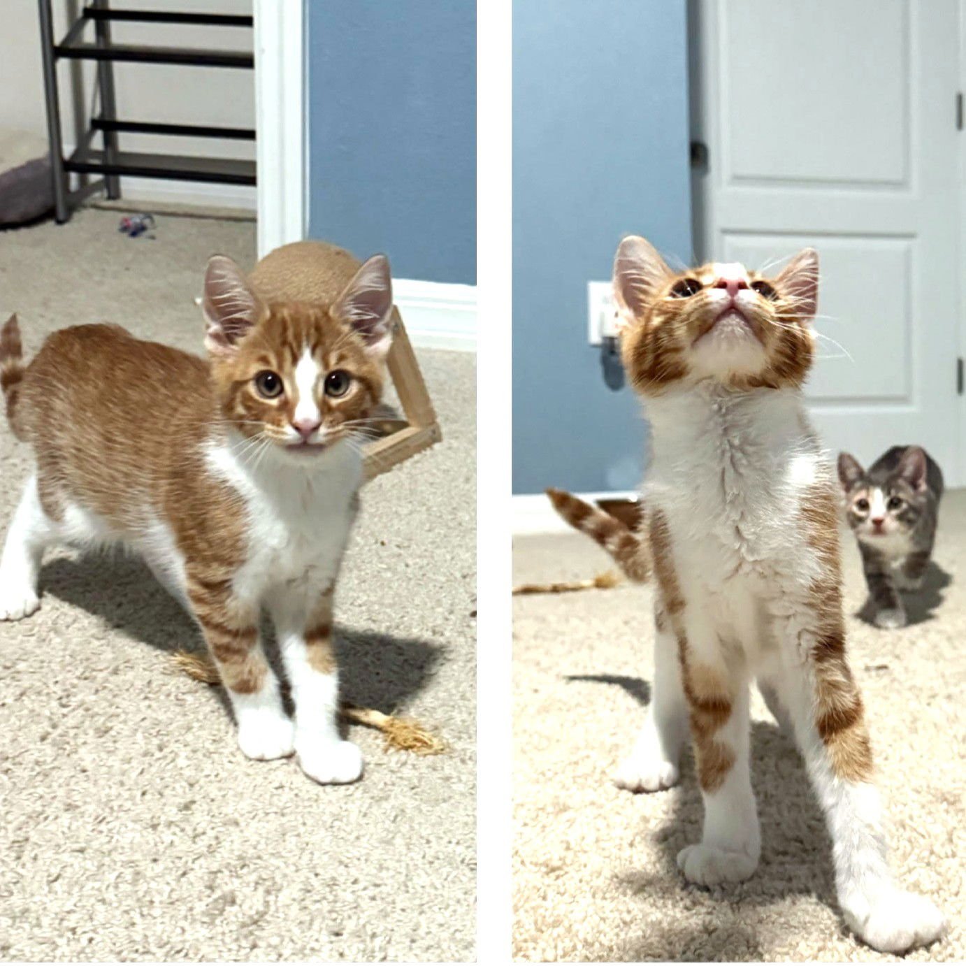 THUNDER - Domestic Short Hair available for adoption