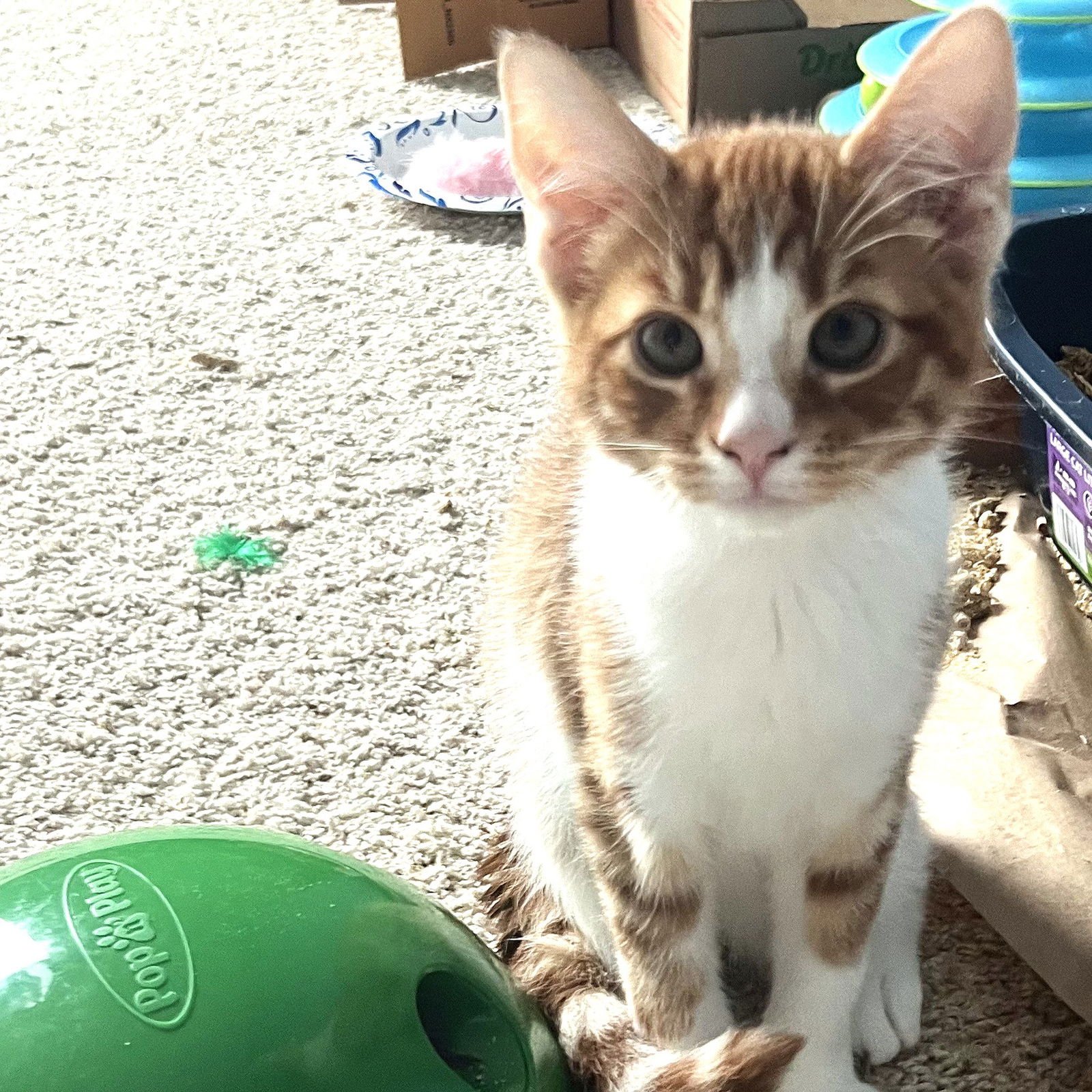 THUNDER - Domestic Short Hair available for adoption