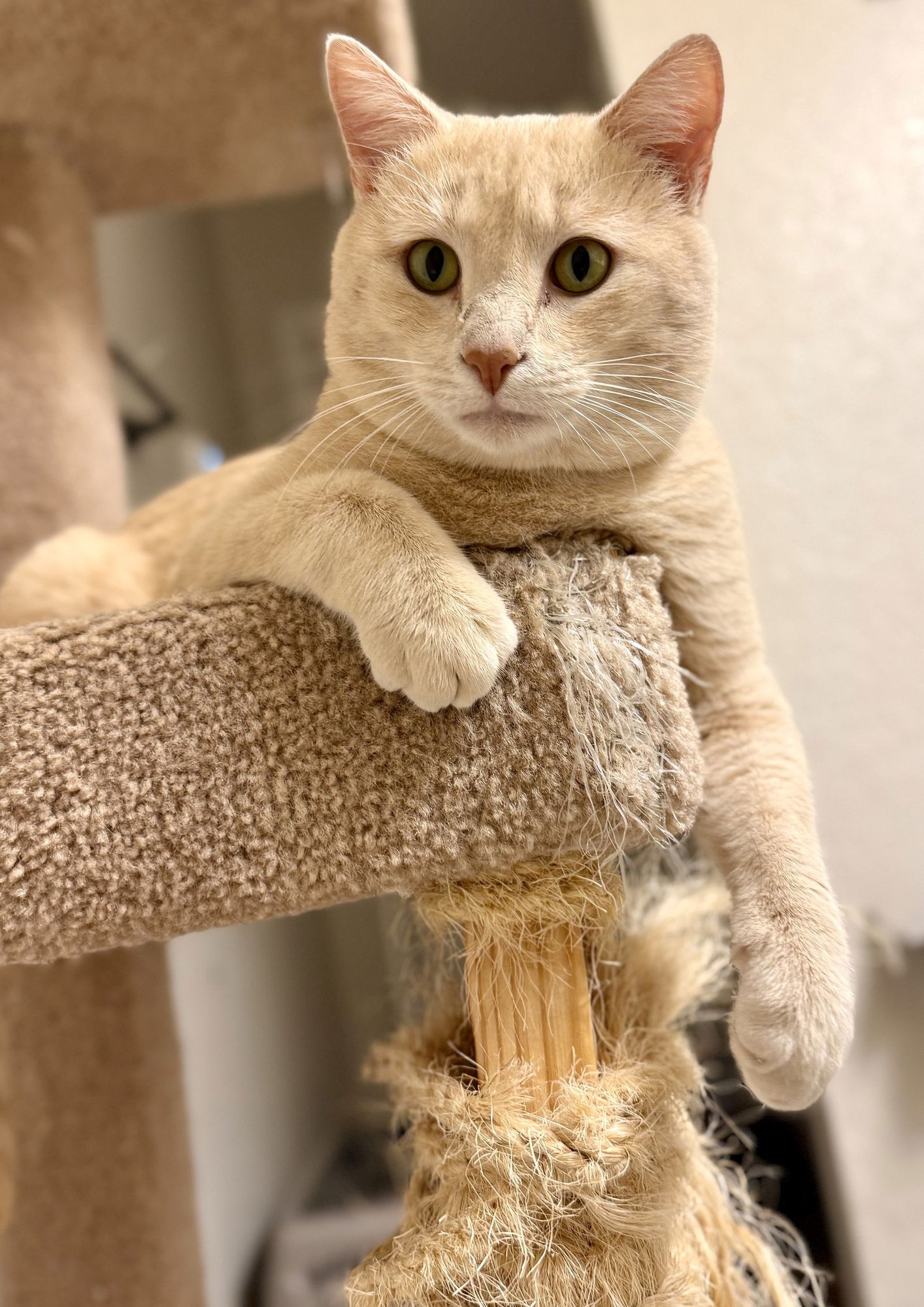 POOH - Domestic Short Hair available for adoption