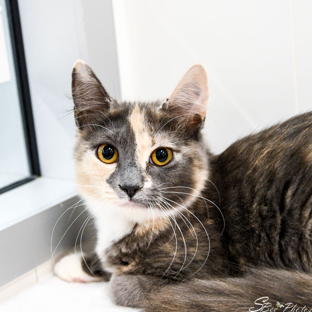 TULIP - Domestic Short Hair available for adoption