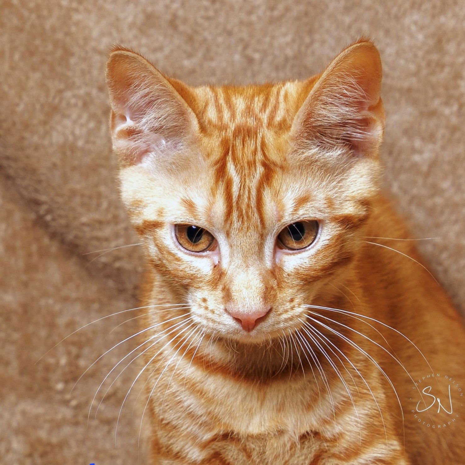 ORLANDO - Domestic Short Hair available for adoption