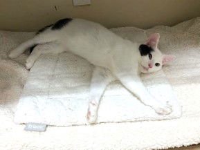 MARSHALL - Domestic Short Hair available for adoption