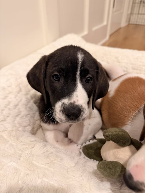 CHUCKY - HALLOWEEN LITTER - Anatolian Shepherd / Hound available for adoption