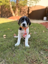 Chucky - Halloween Litter - Photo 3