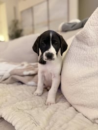 Chucky - Halloween Litter - Photo 2